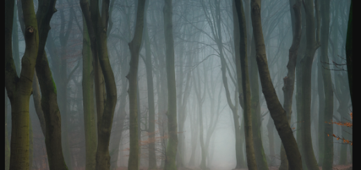 Ellen Borggreve – The Magic Of Forest Photography