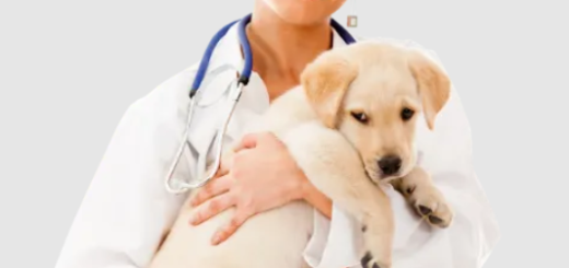 Pet Profits AI – Get Veterinarians and Pet Care Clients in 24 Hours or Less